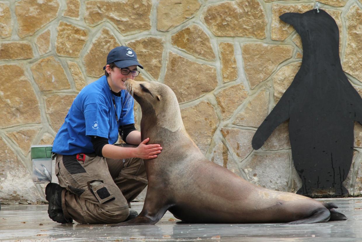 otarie Zoo d'Amiens