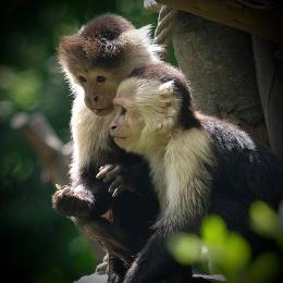 Le Zoo d'Amiens